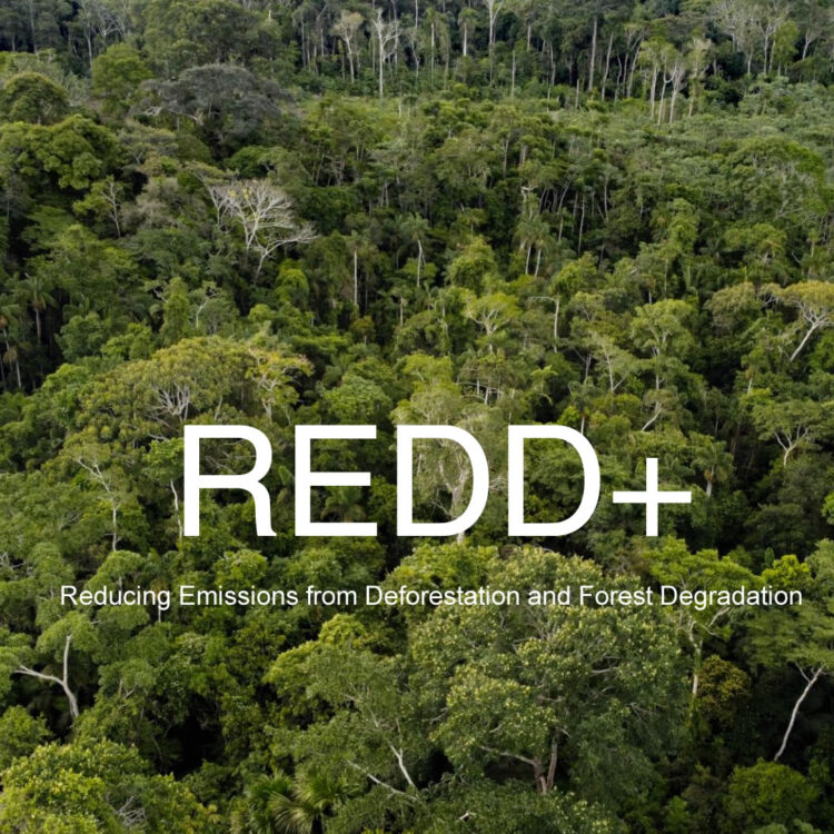REDD +